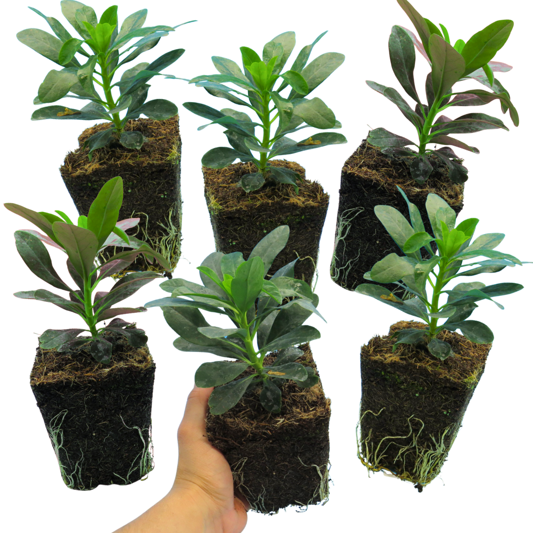 Euphorbia Robbiae - Frankton's