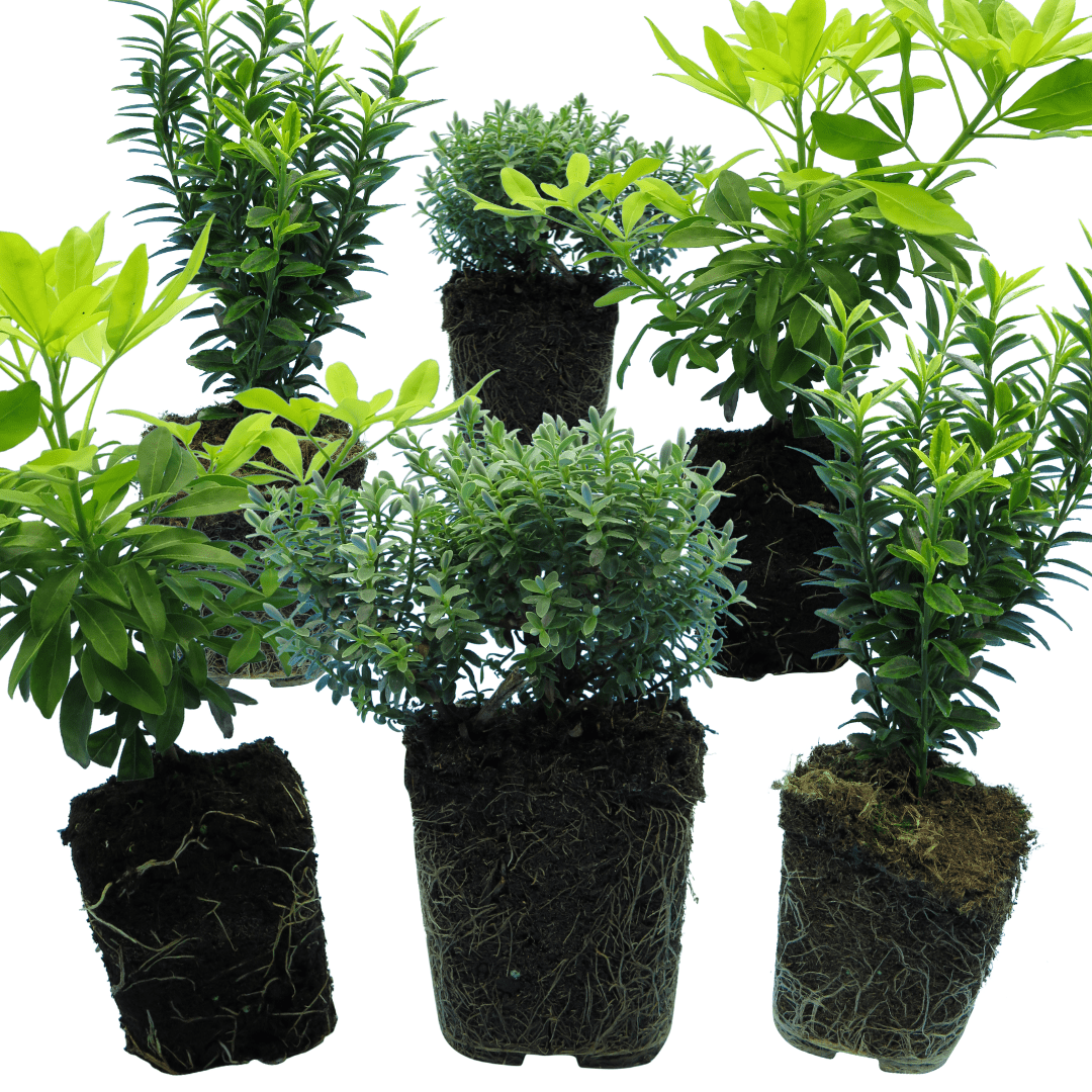 Evergreen Shrub - Euonymus, Choysia, Hebe - Frankton's