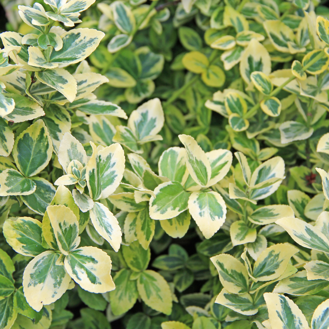 Evergreen Shrub - Euonymus, Choysia, Hebe - Frankton's