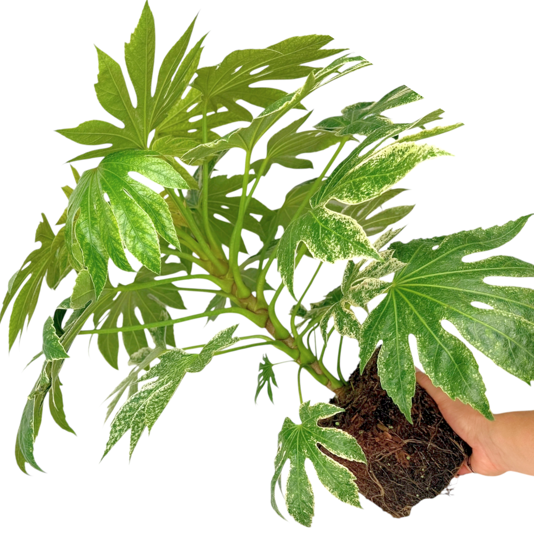 Fatsia Spiders Web - Frankton's