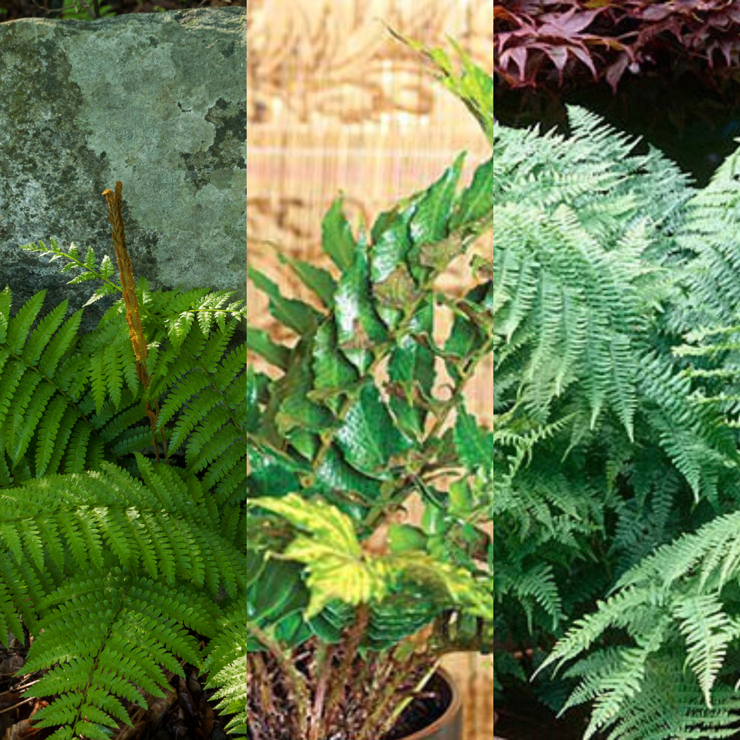 Fern Mix - Shield Fern, Holly Fern, Male Fern - Frankton's