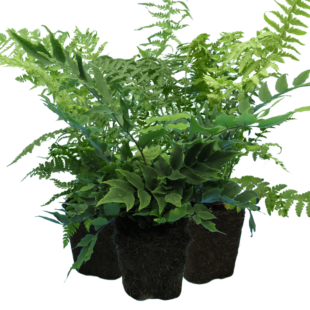 Fern Mix - Shield Fern, Holly Fern, Male Fern - Frankton's
