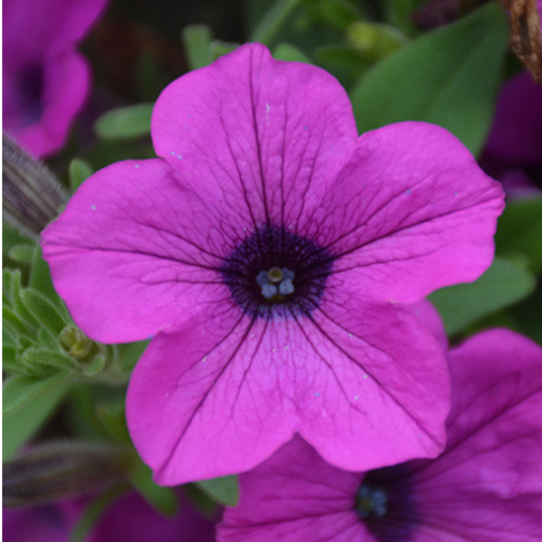 Set of 3 or 6 Large Plants - Petunia Dekko Deep Lavender Vein, Outdoor Garden Ready
