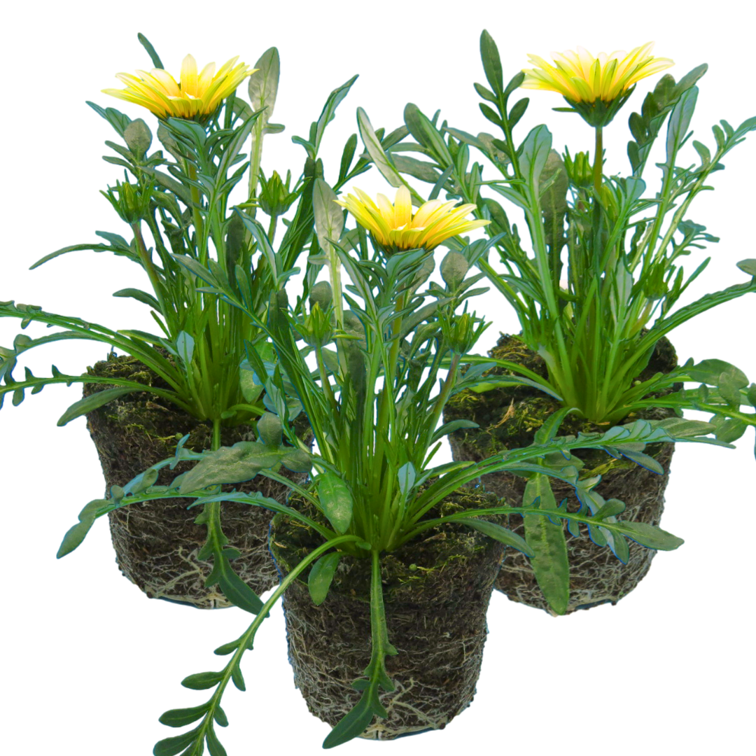 Set of 3 or 6 Large Plants - Gazania Kiss White Improved, Ready to Plant in Your Garden