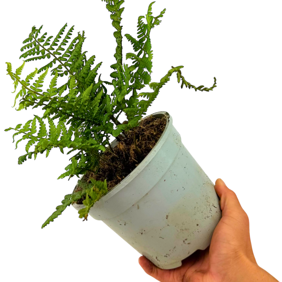 Alpine Wood Fern Dryopteris Wallichiana/Jurassic Gold