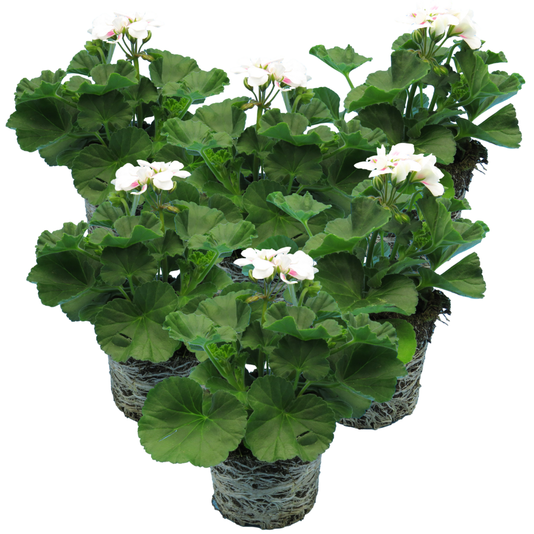 Set of 3 or 6 Large Plants - Pelargonium Toscana Dolce Vita Stella, Ready to Plant in Garden
