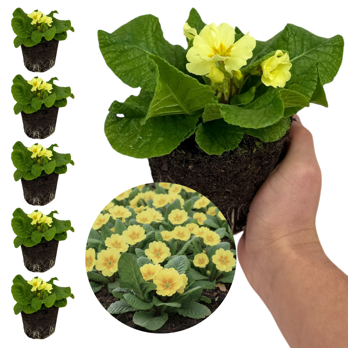 Set of 3 or 6 Large Plants - Primrose Sweet 16, Ready to Plant in Your Garden, 1L Rootballs