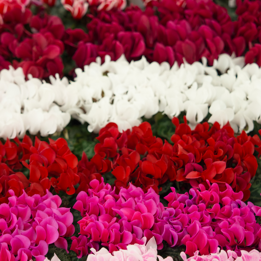 Cyclamen Silver Leaf Mix 10.5cm
