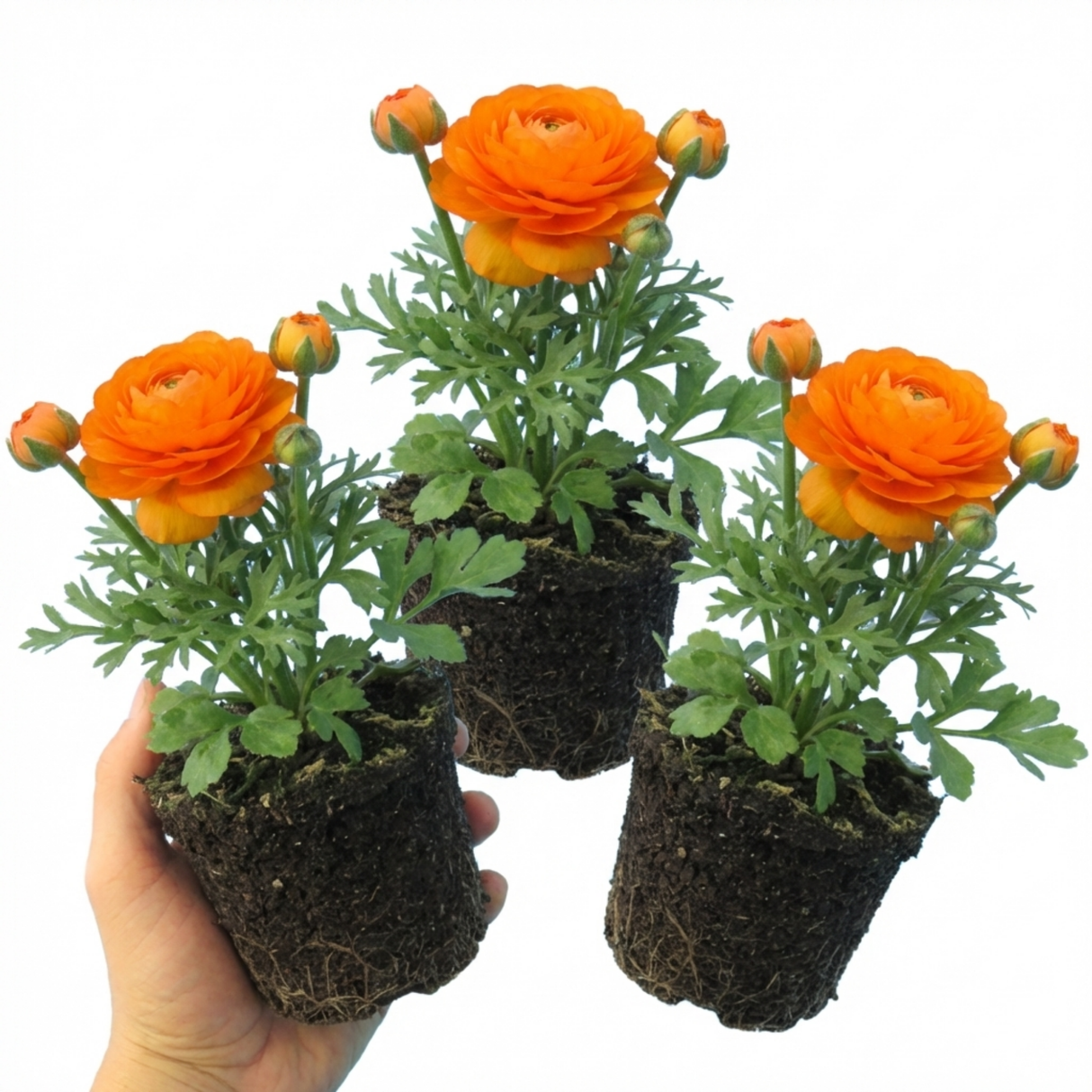 Set of 3 or 6 Large, Outdoor Garden Ready Plants - Rannunculus Vortex Orange, 10.5 cm