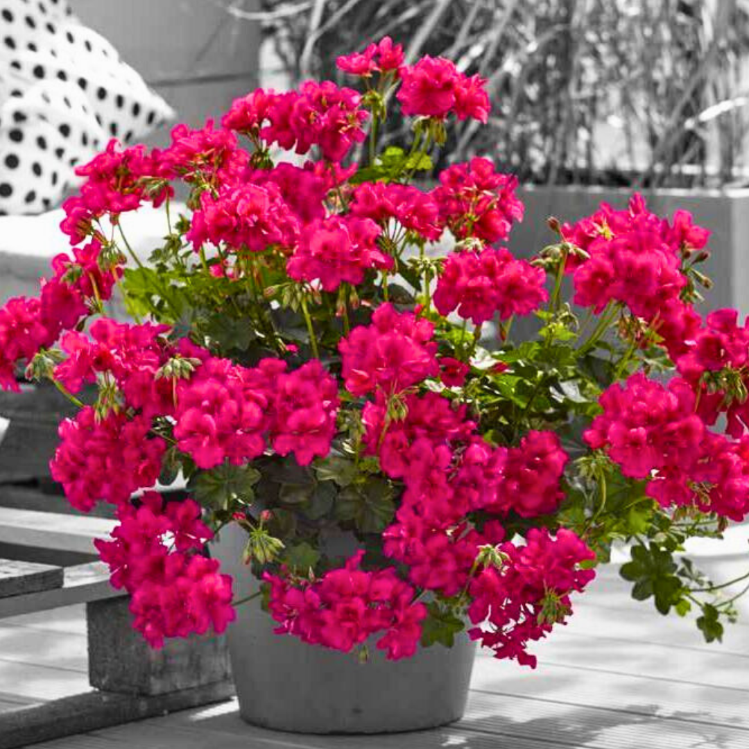 Geranium Sunflair Joscina Hot Pink