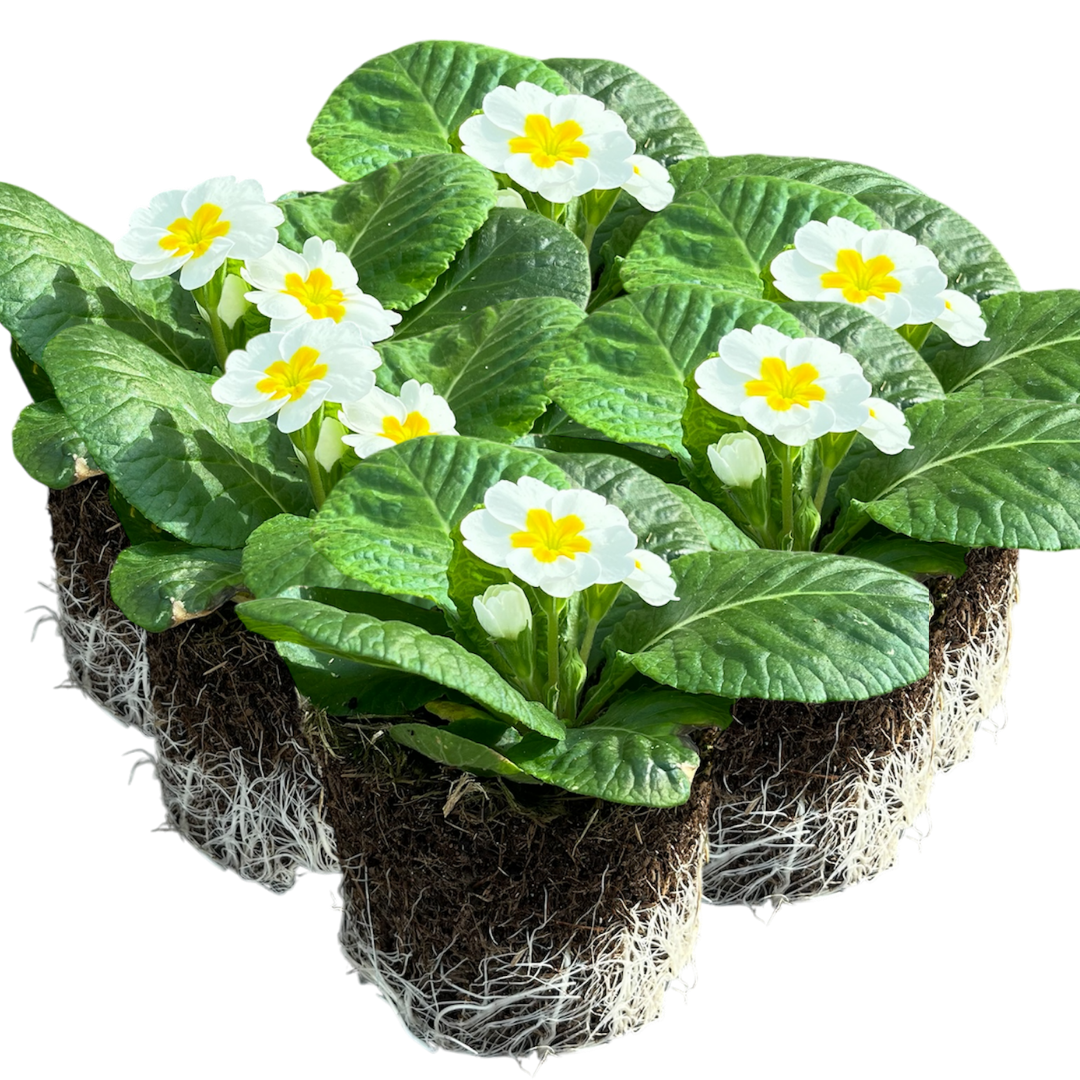 Primrose White