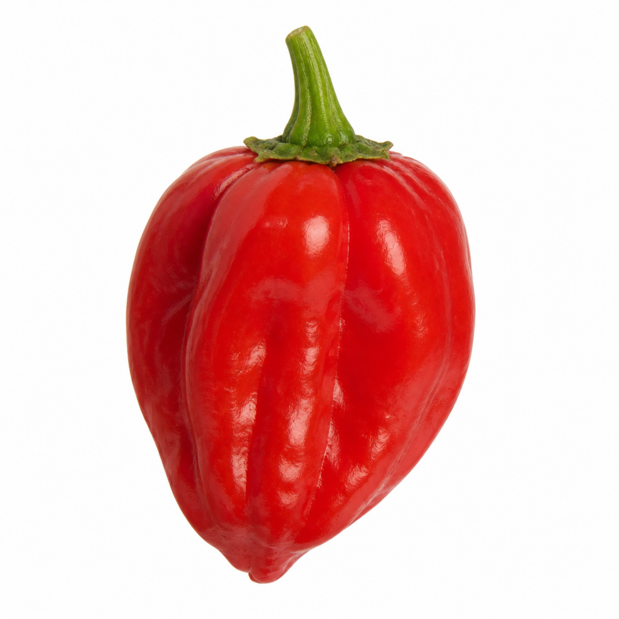 Chilli Pepper Plants, Peppers from Heaven Red, 25cm Pots