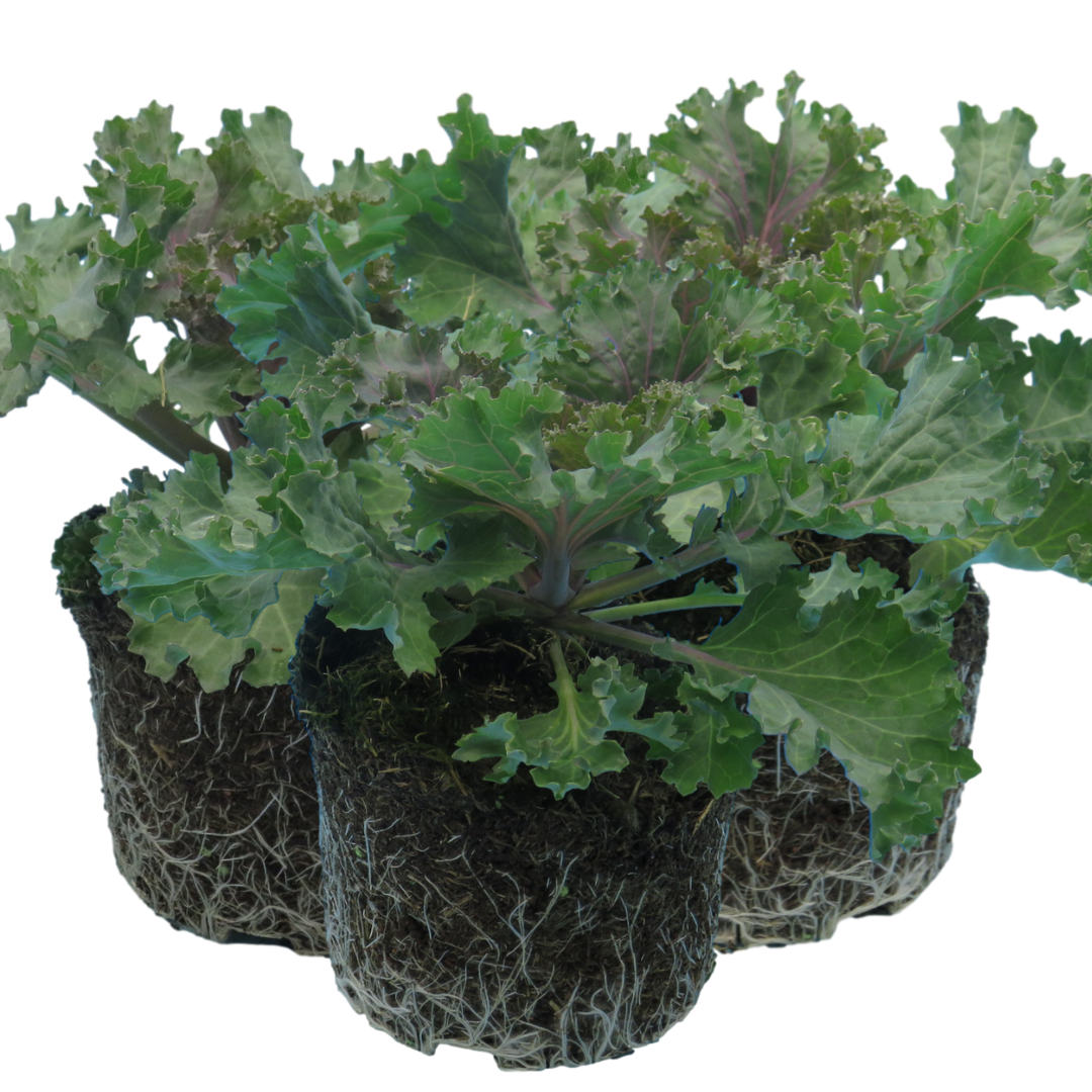 Ornamental Cabbage Rose