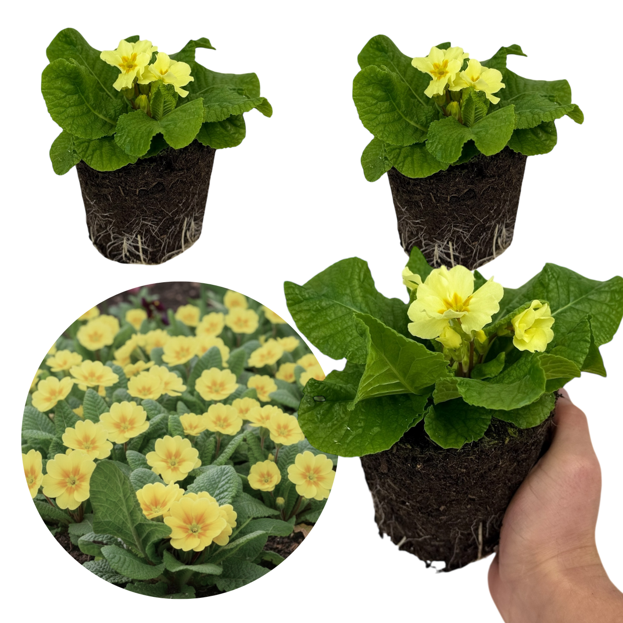Set of 3 or 6 Large Plants - Primrose Sweet 16, Ready to Plant in Your Garden, 1L Rootballs