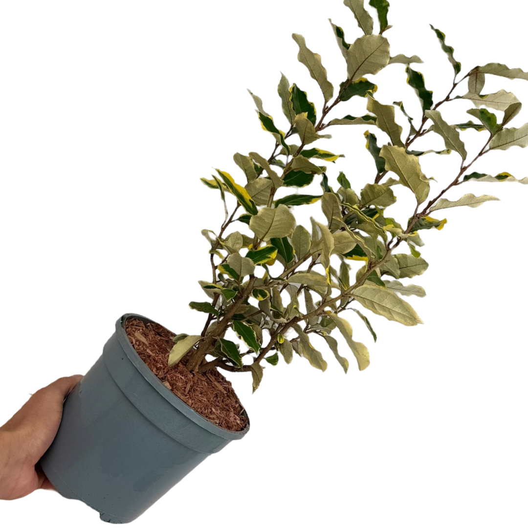 Elaeagnus Viveleg