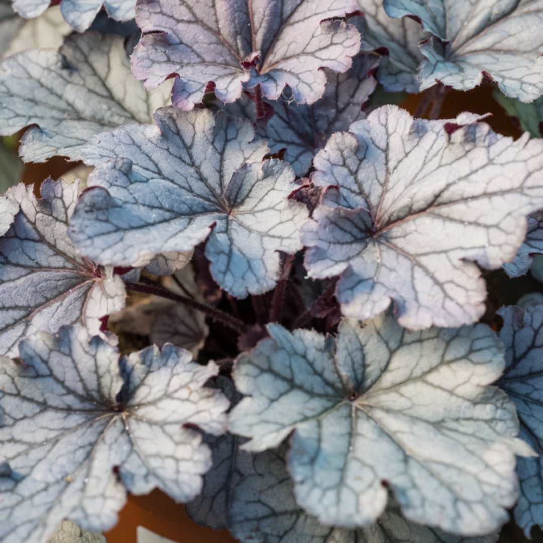 Heuchera Huckleberry