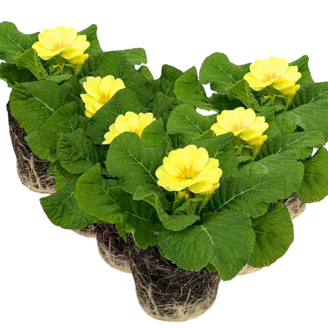 Primrose Cream