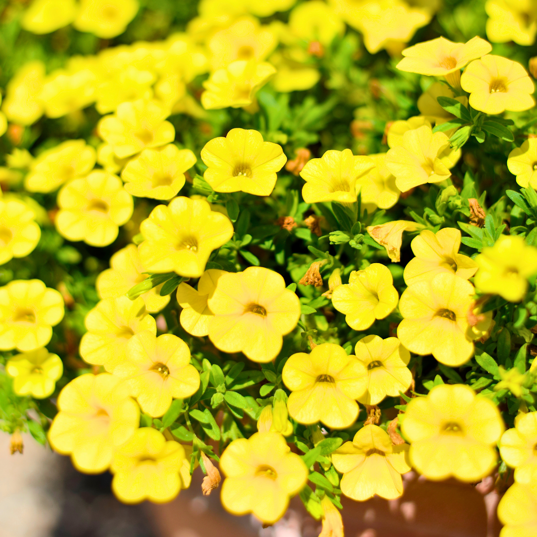 Set of 3 or 6 Large Plants - Calibrachoa Cabaret Pure Yellow, Outdoor Garden Ready