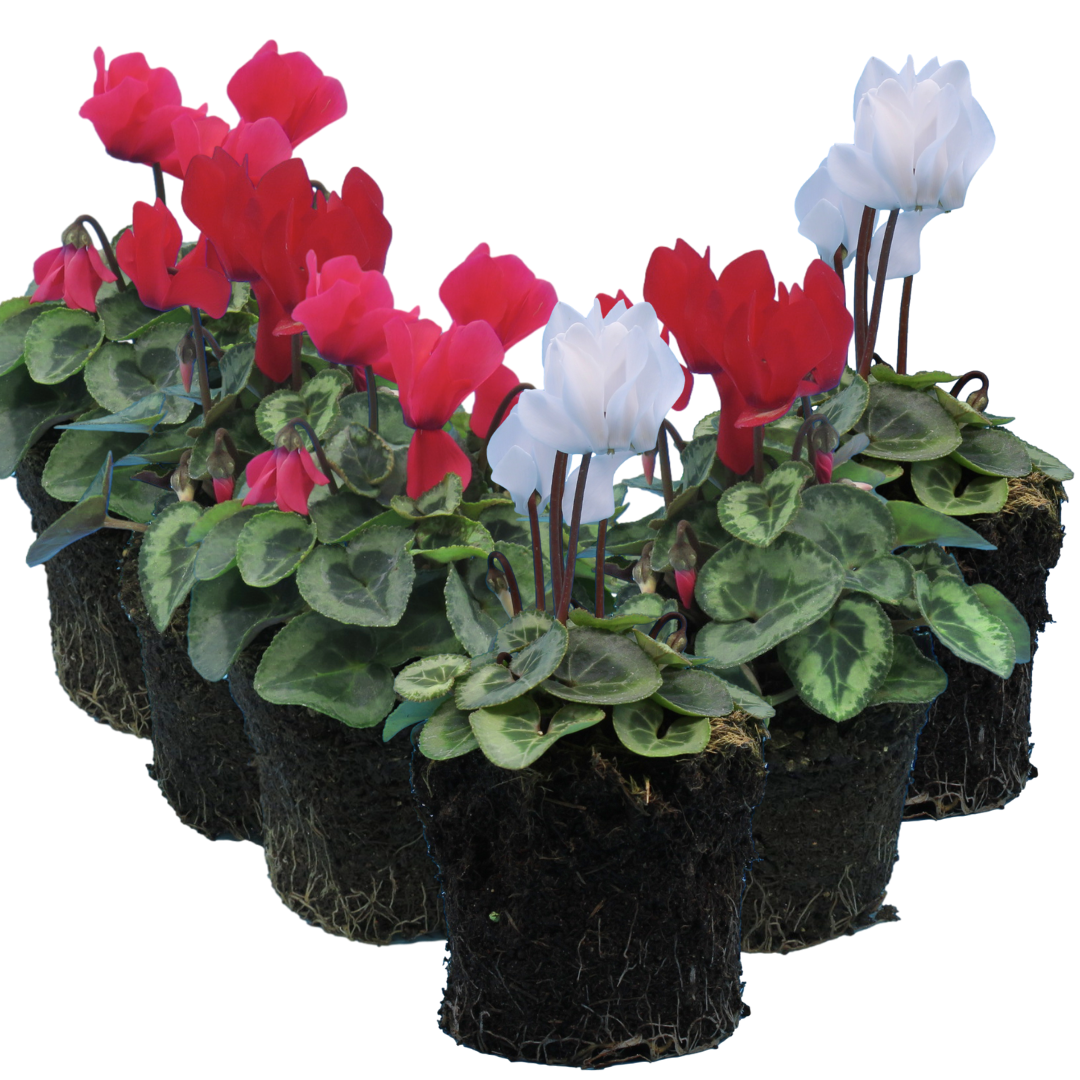 Cyclamen Silver Leaf Mix 10.5cm