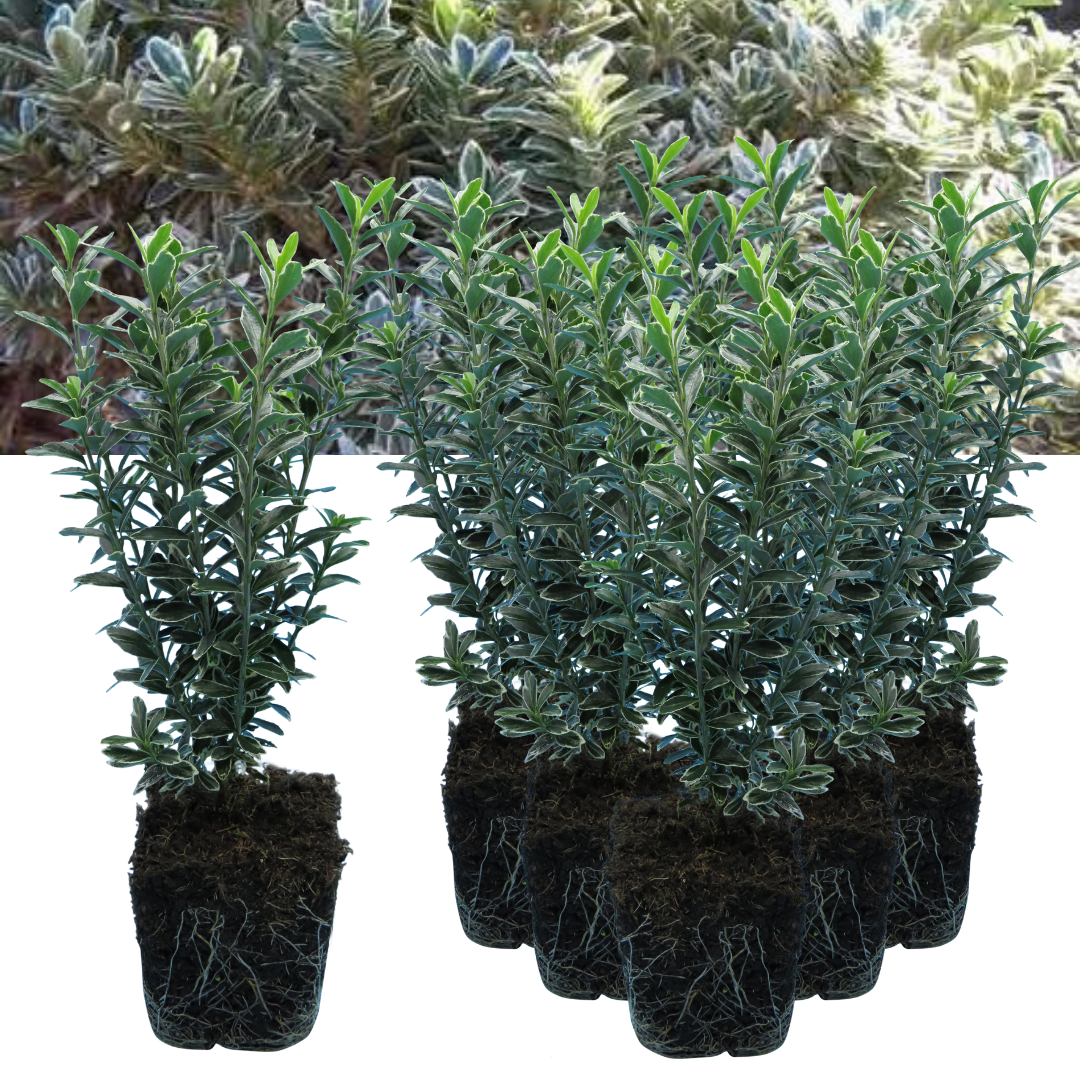 EUONYMUS MICROPHYLLUS ALBOVARIEGATUS