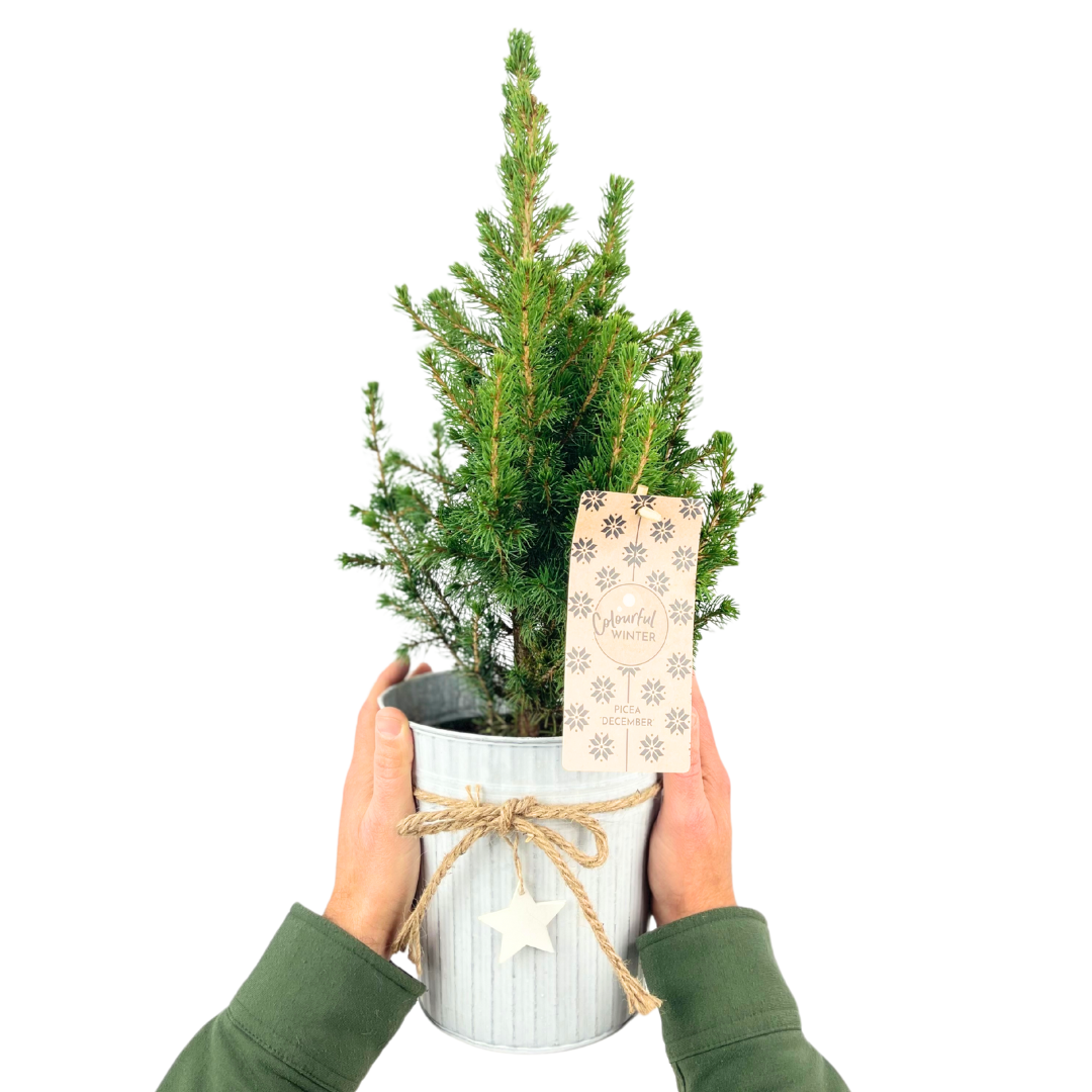 Christmas tree in white pot with star