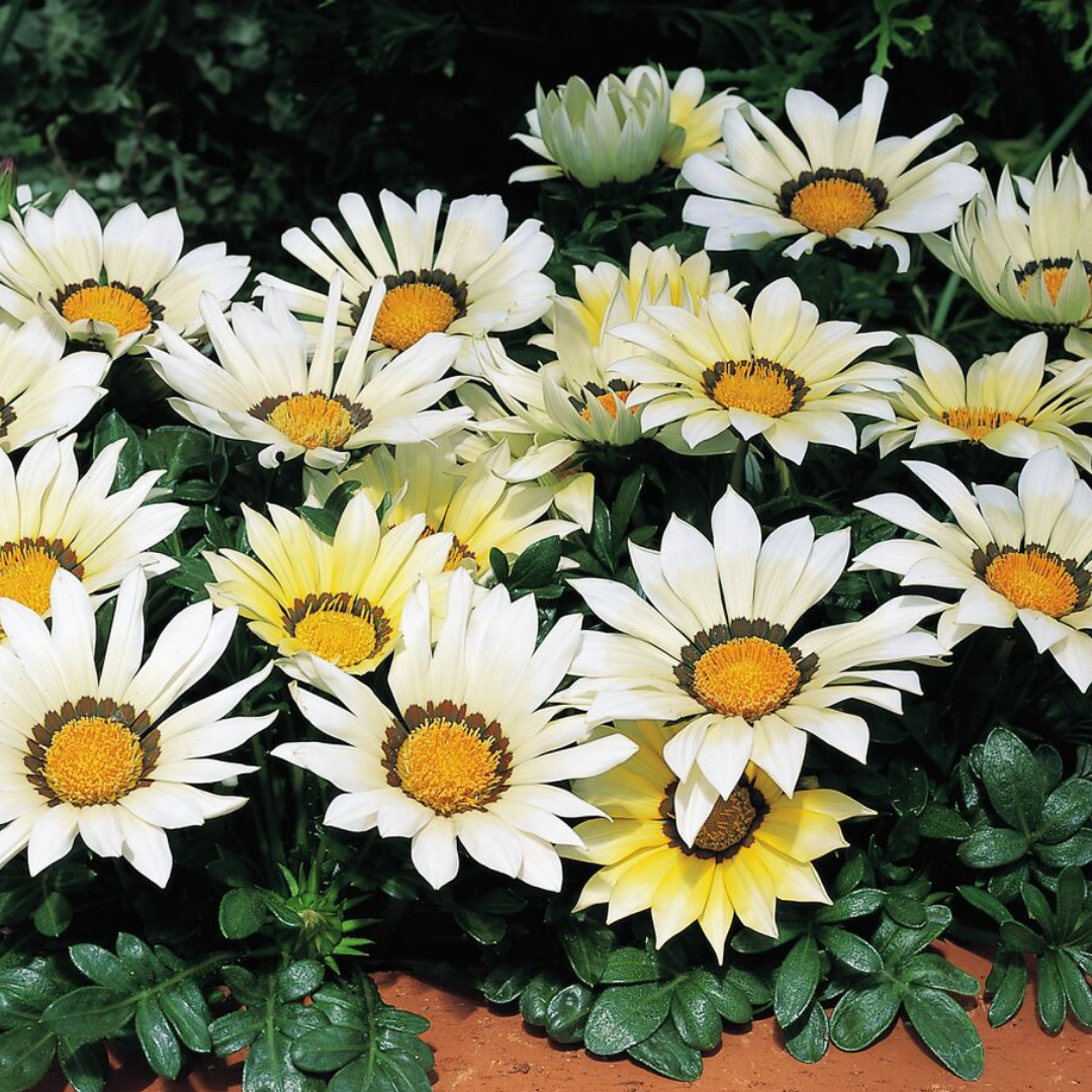 Set of 3 or 6 Large Plants - Gazania Kiss White Improved, Ready to Plant in Your Garden