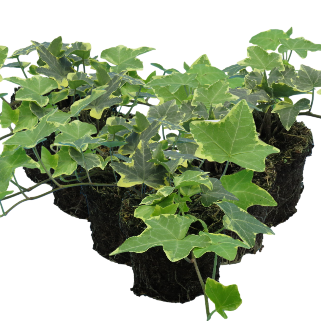 Hedera Helix Silver Variegated