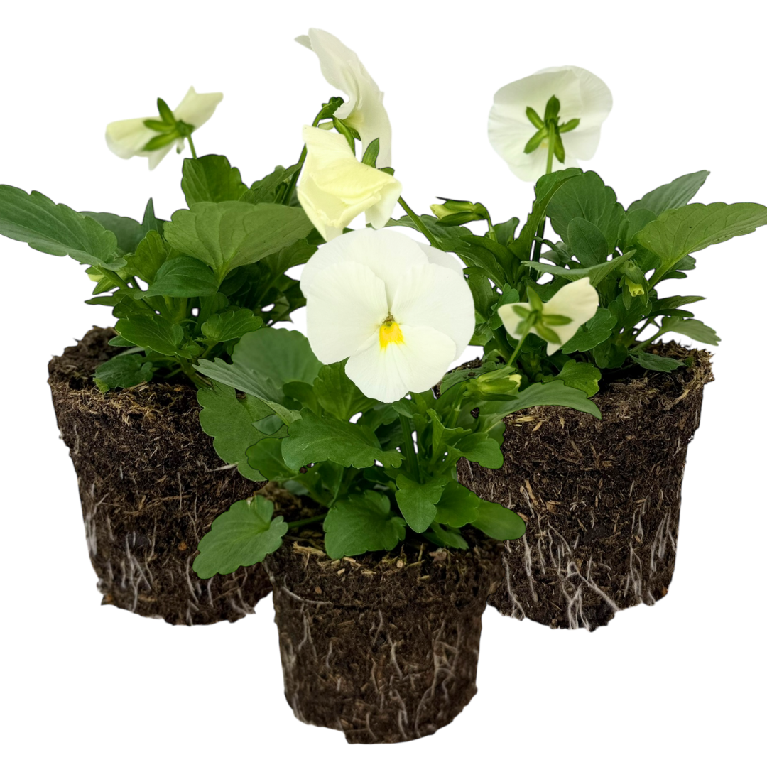 Upright Pansy Delta Pro Clear White