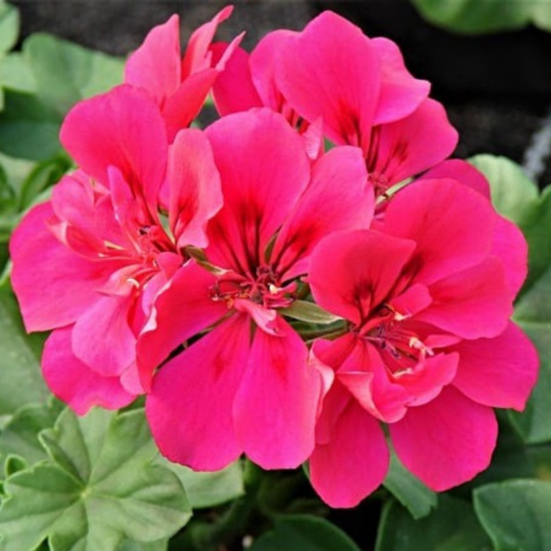 Geranium Sunflair Joscina Hot Pink