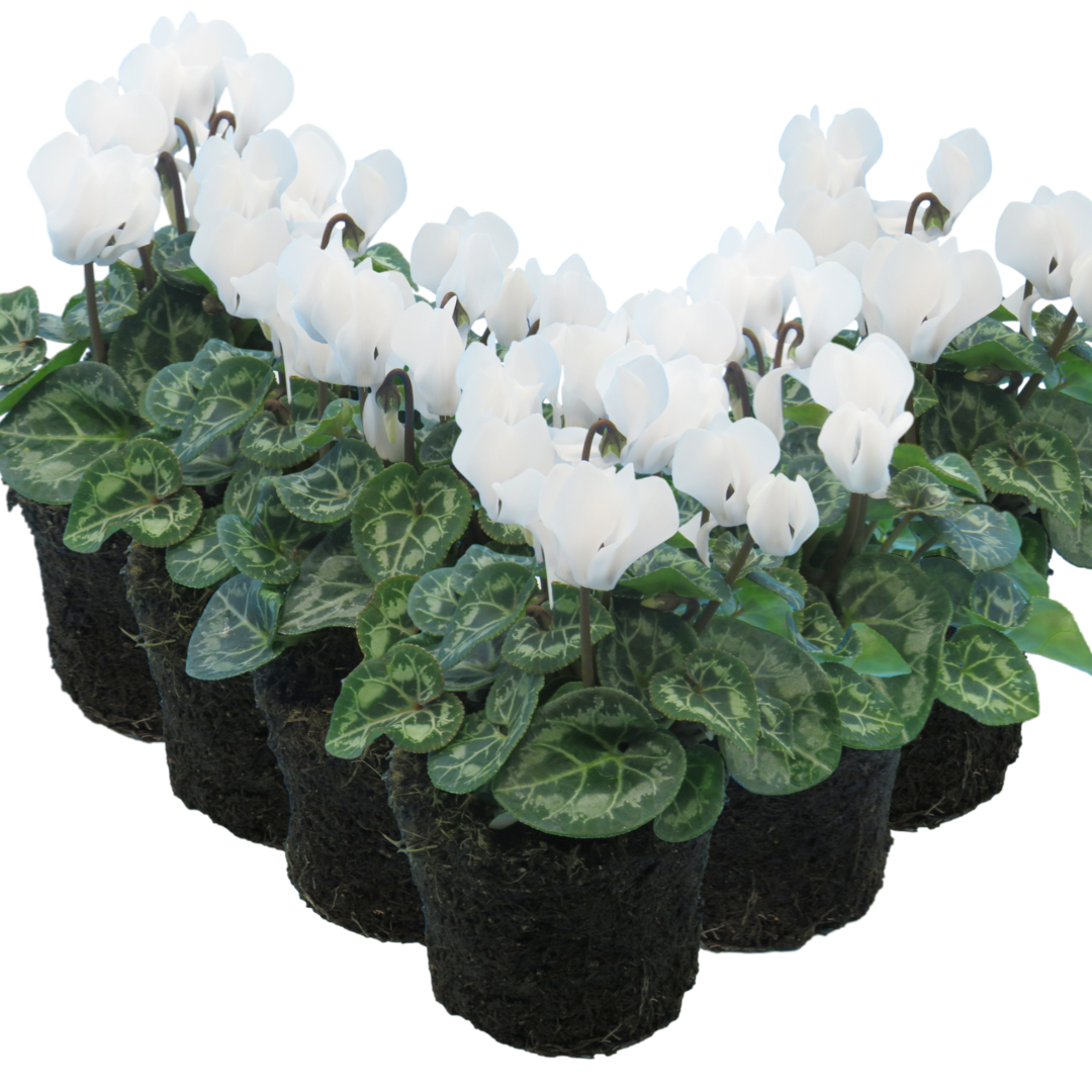 Cyclamen White 10.5cm