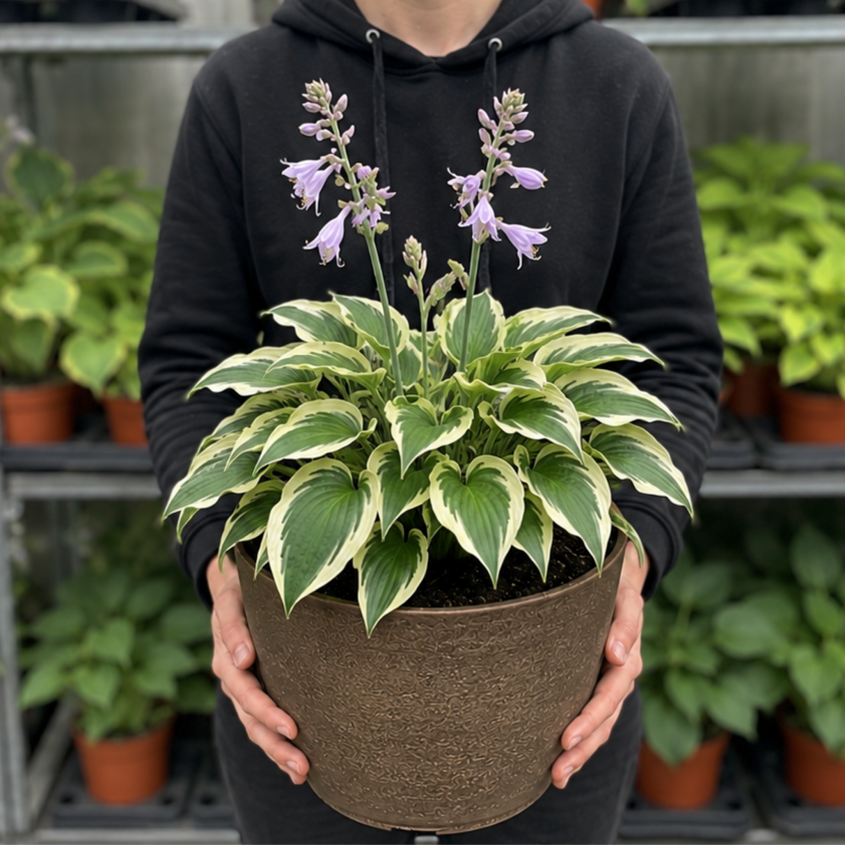 Hosta Tears from Heaven, 3 Litre Pots, Garden Ready