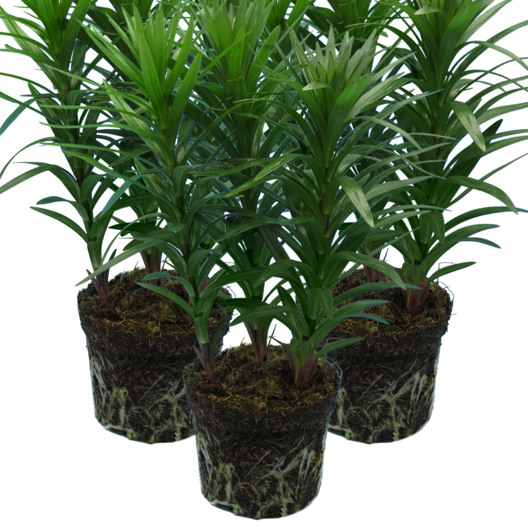 Set of 3 or 6 Large Garden Lily Plants - Asiatic Lily Orange, Ready to Plant in Your Garden