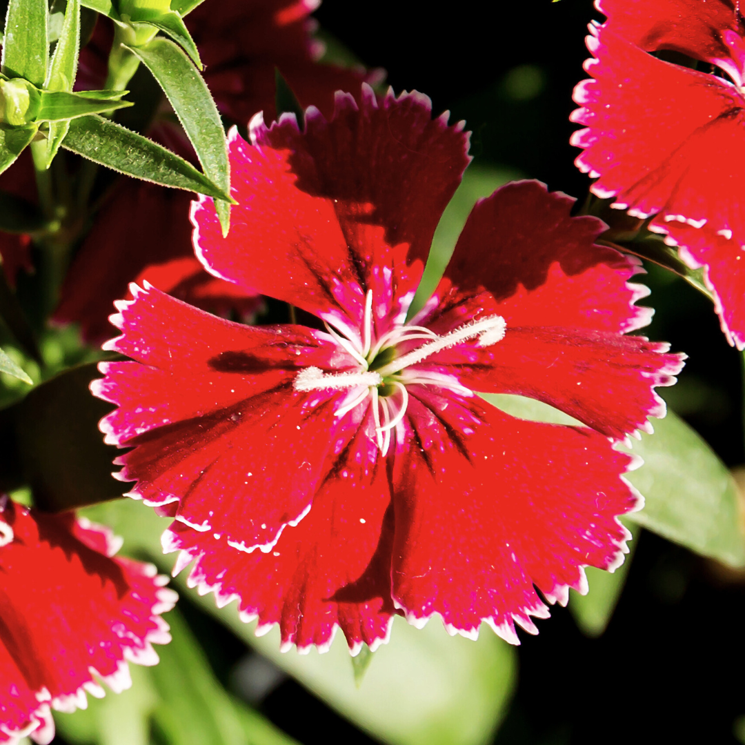 Dianthus Deep Red