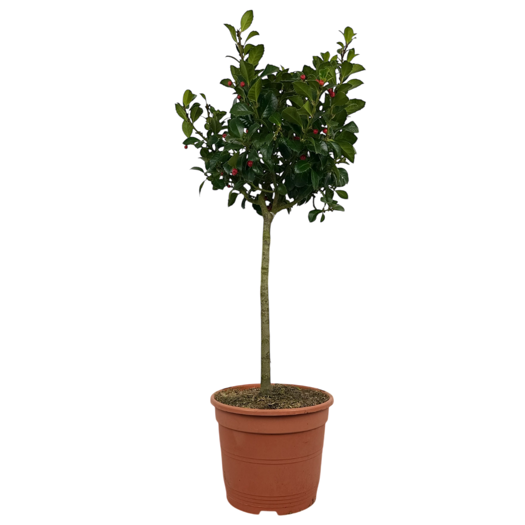 1 Holly Heckenfee Standard Tree – Outdoor Garden Ready, Supplied Fresh in 5L Pot