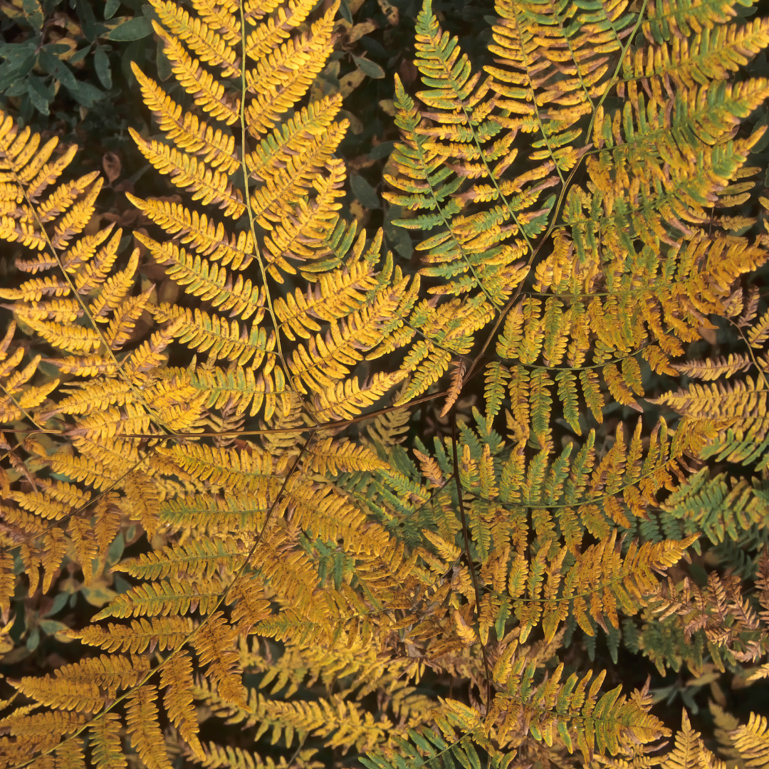 Alpine Wood Fern Dryopteris Wallichiana/Jurassic Gold