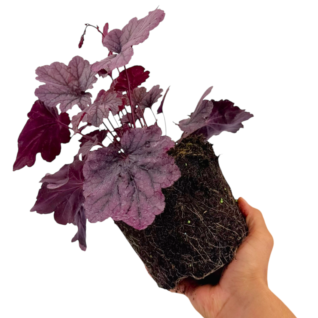 Heuchera Grape Timless