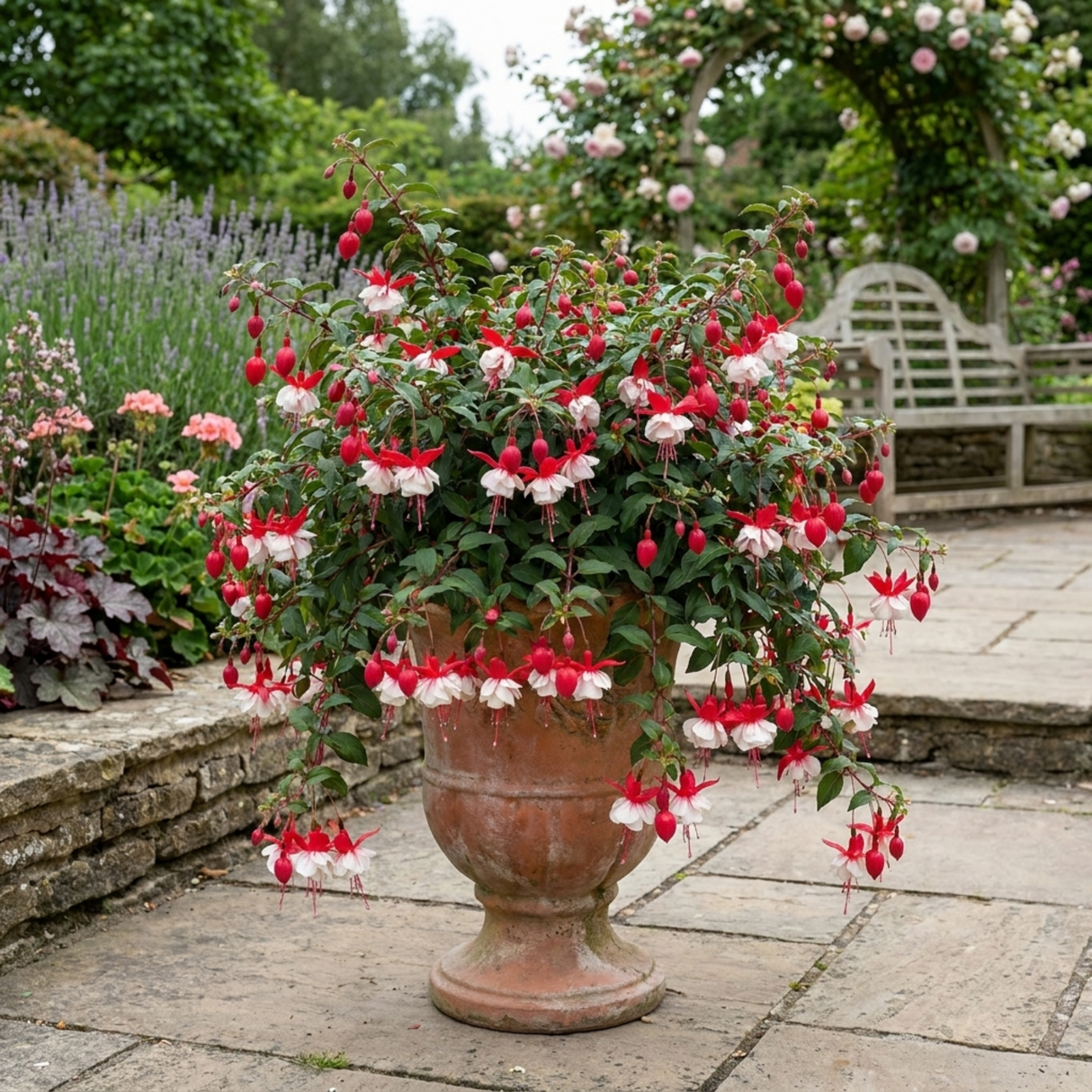 3 Trailing Fuchsia Sir Matt Busby Plants, Red & White, 10.5cm Pots, Summer Bedding