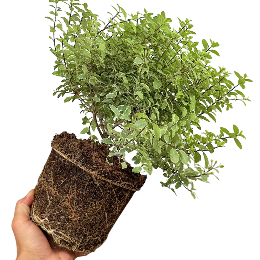 Pittosporum Silver Ball