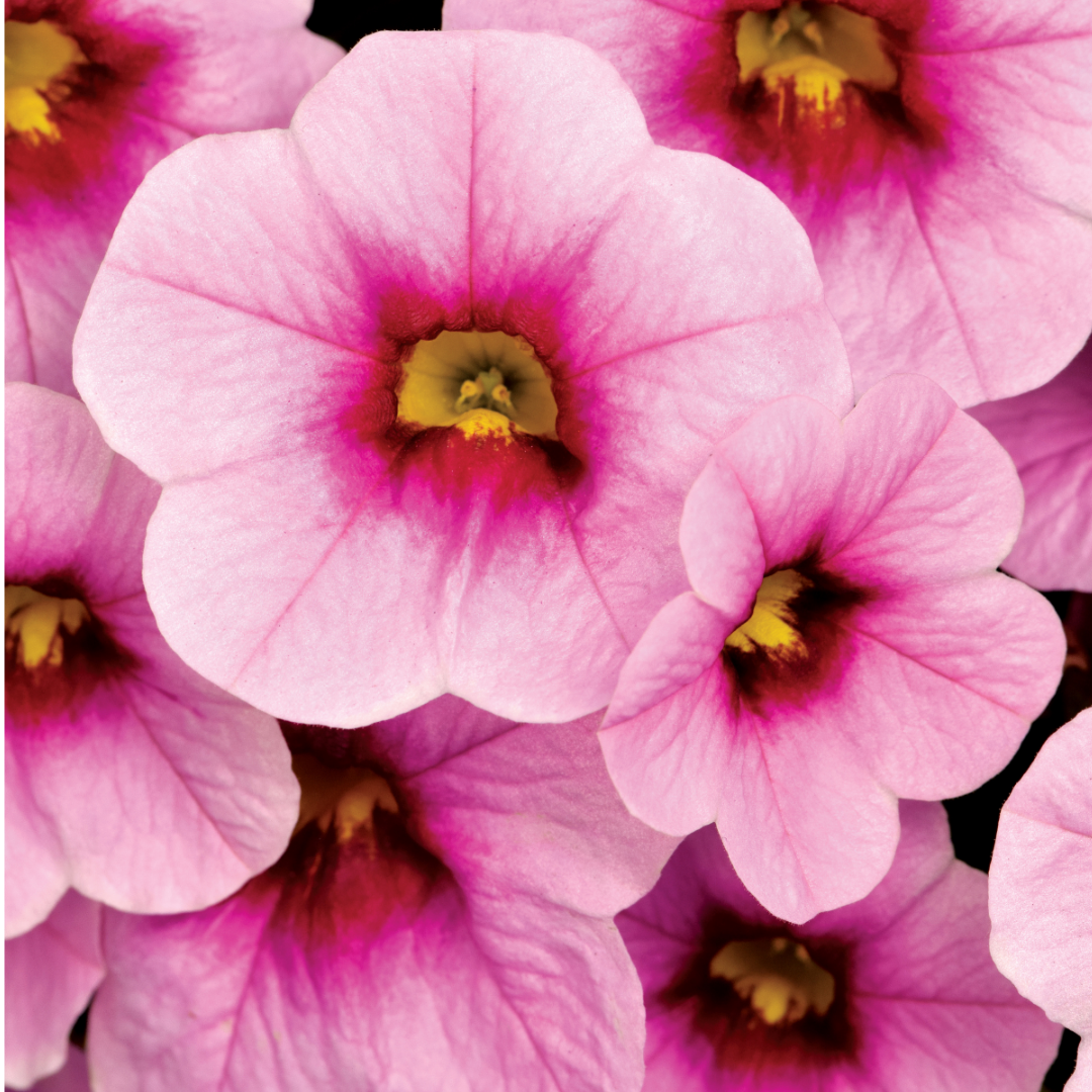 Set of 3 or 6 Large Plants - Calibrachoa Cabaret Early Light Pink Eye, Outdoor Garden Ready