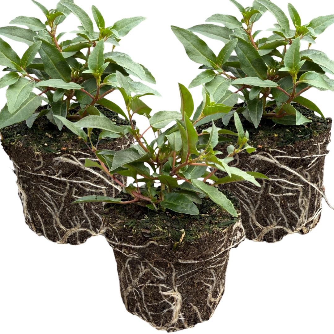 Set of 3 or 6 Large, Outdoor Garden Ready Plants - Fuchsia Bella Evita (Red & White)