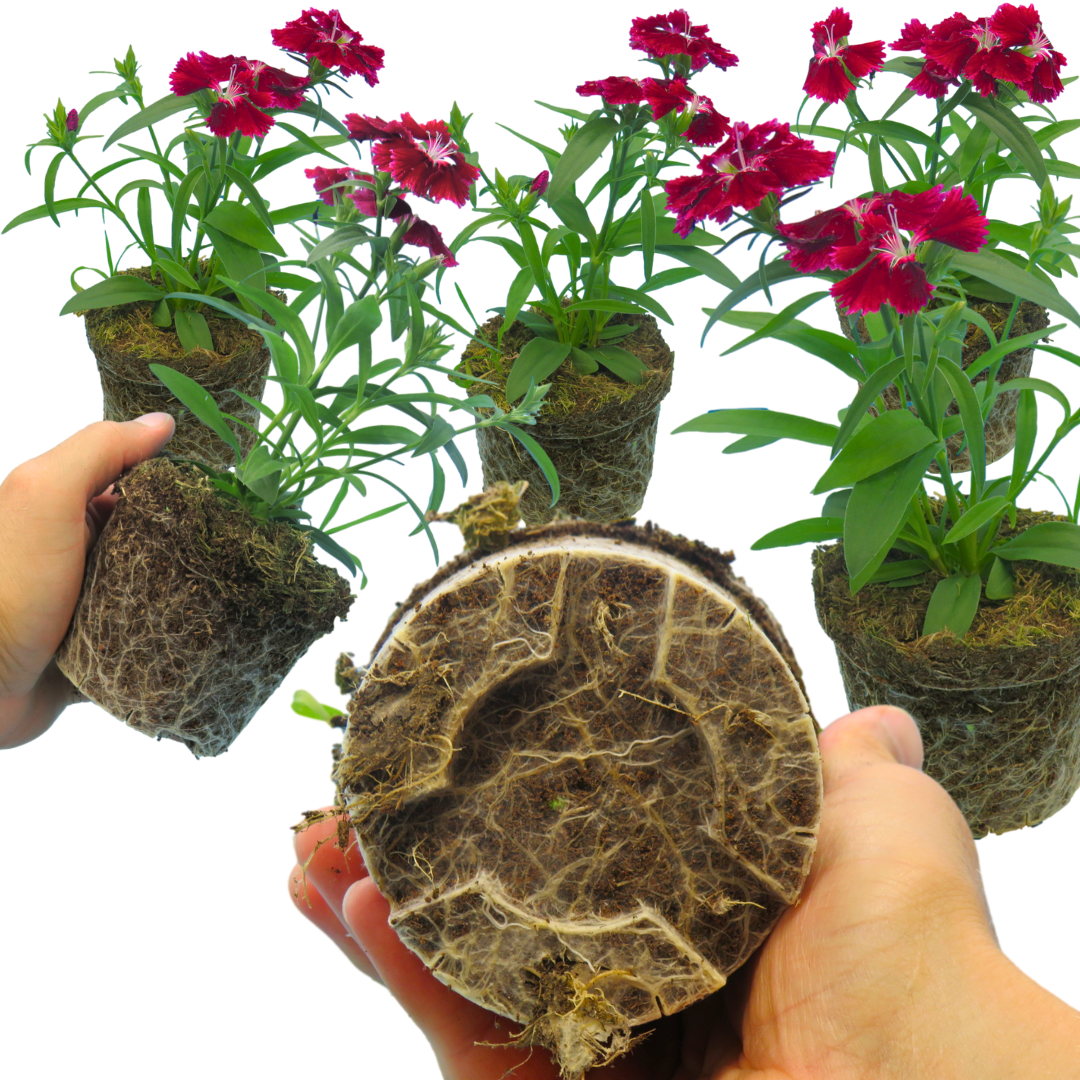 Dianthus Deep Red
