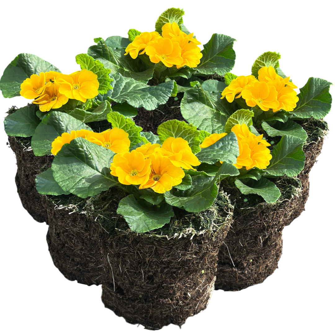 Primrose Orange