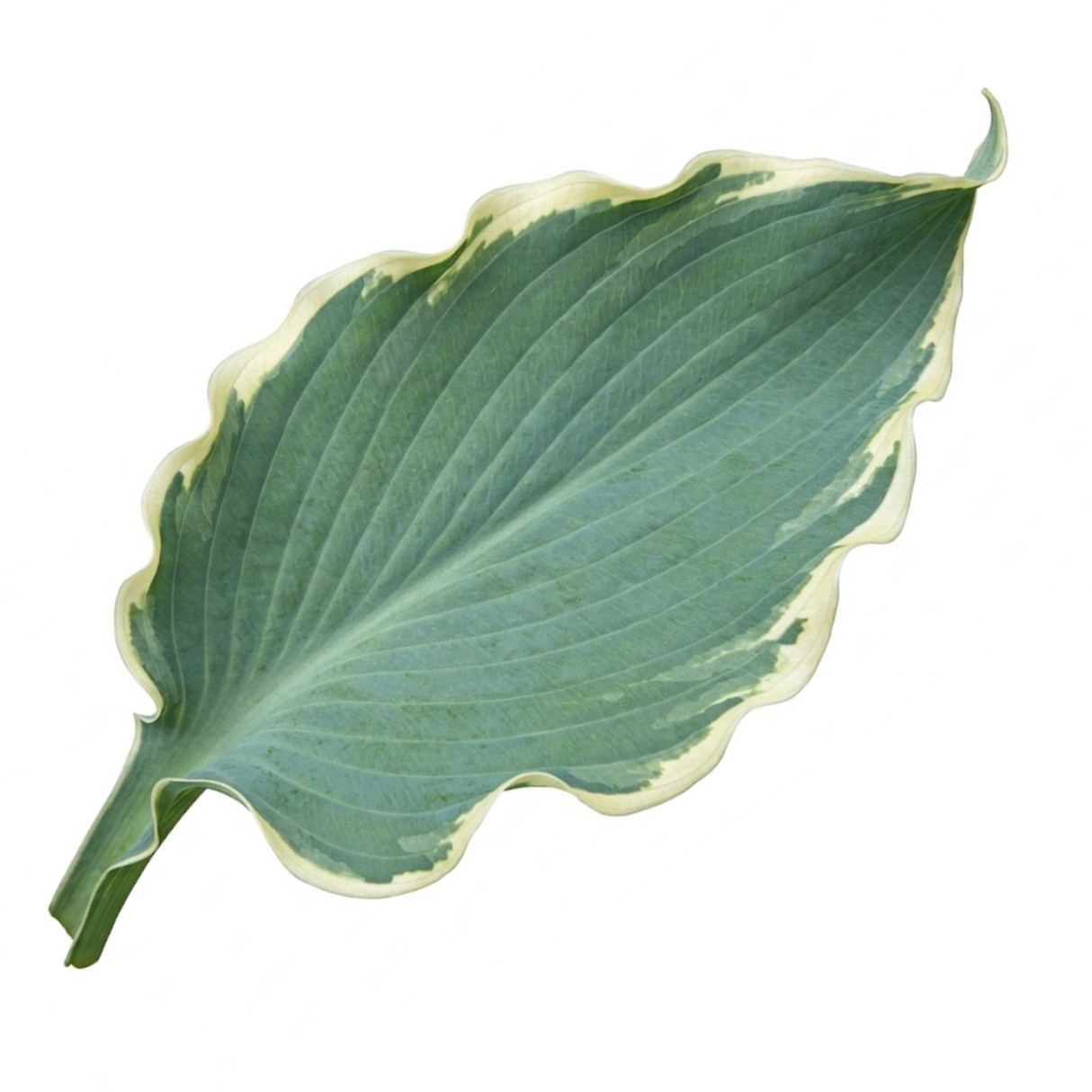 Hosta Tears from Heaven, 3 Litre Pots, Garden Ready
