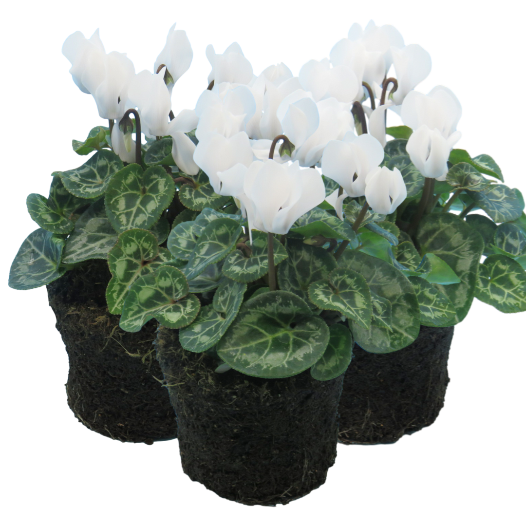 Cyclamen White 10.5cm