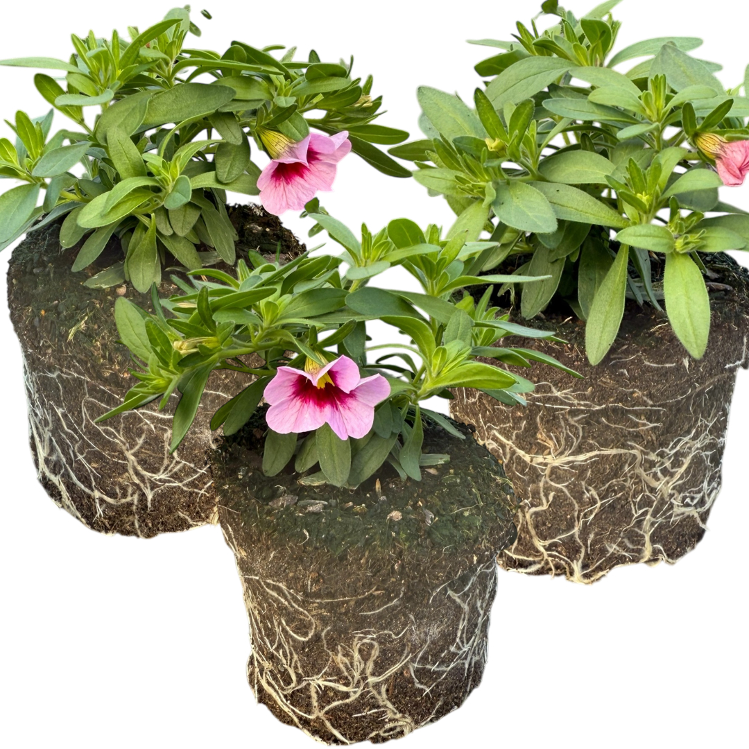 Set of 3 or 6 Large Plants - Calibrachoa Cabaret Early Light Pink Eye, Outdoor Garden Ready