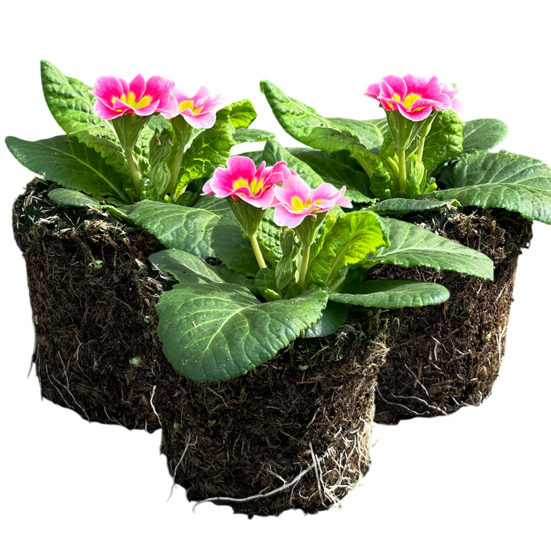 Primrose Appleblossom