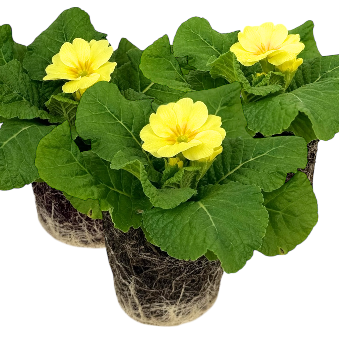 Primrose Cream