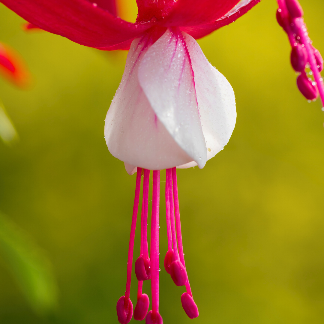 Fuchsia Snowcap