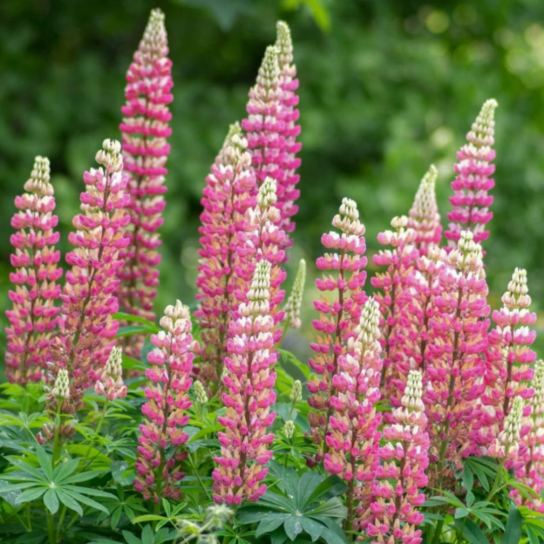 Lupin Legendary Rose Shades