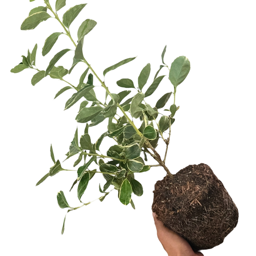 Euonymus Albomarginatus